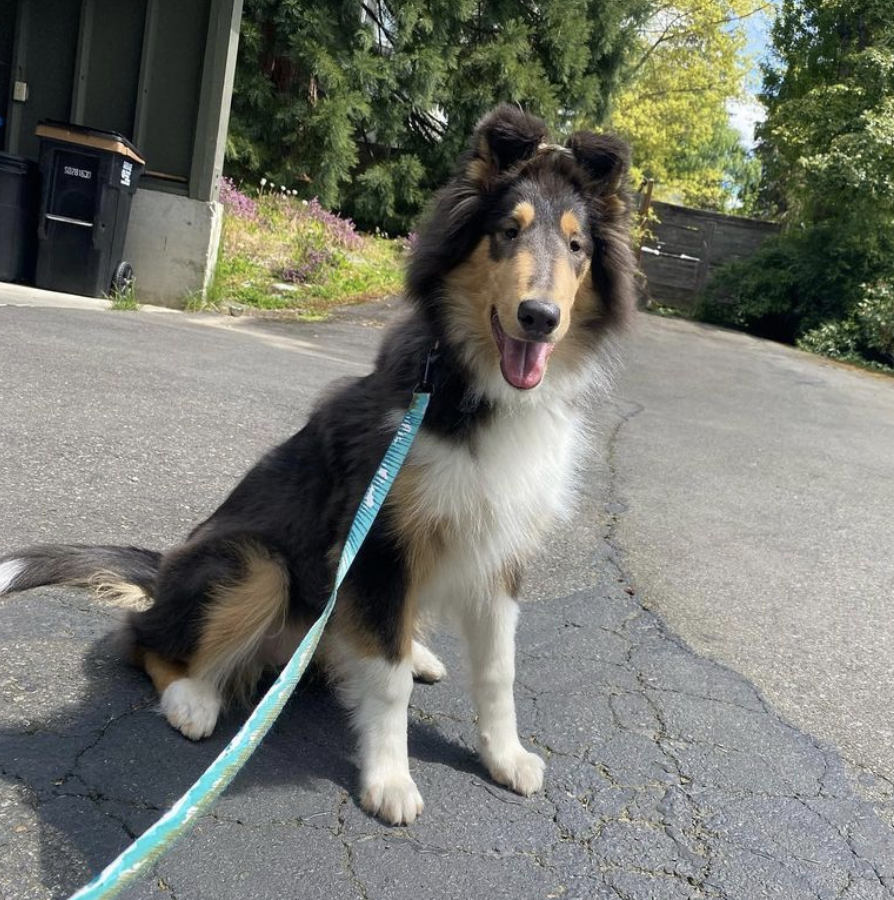 A beautiful collie dog