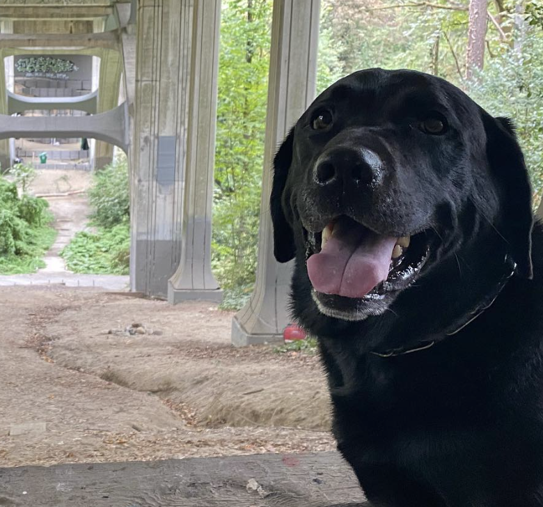 A happy black lab