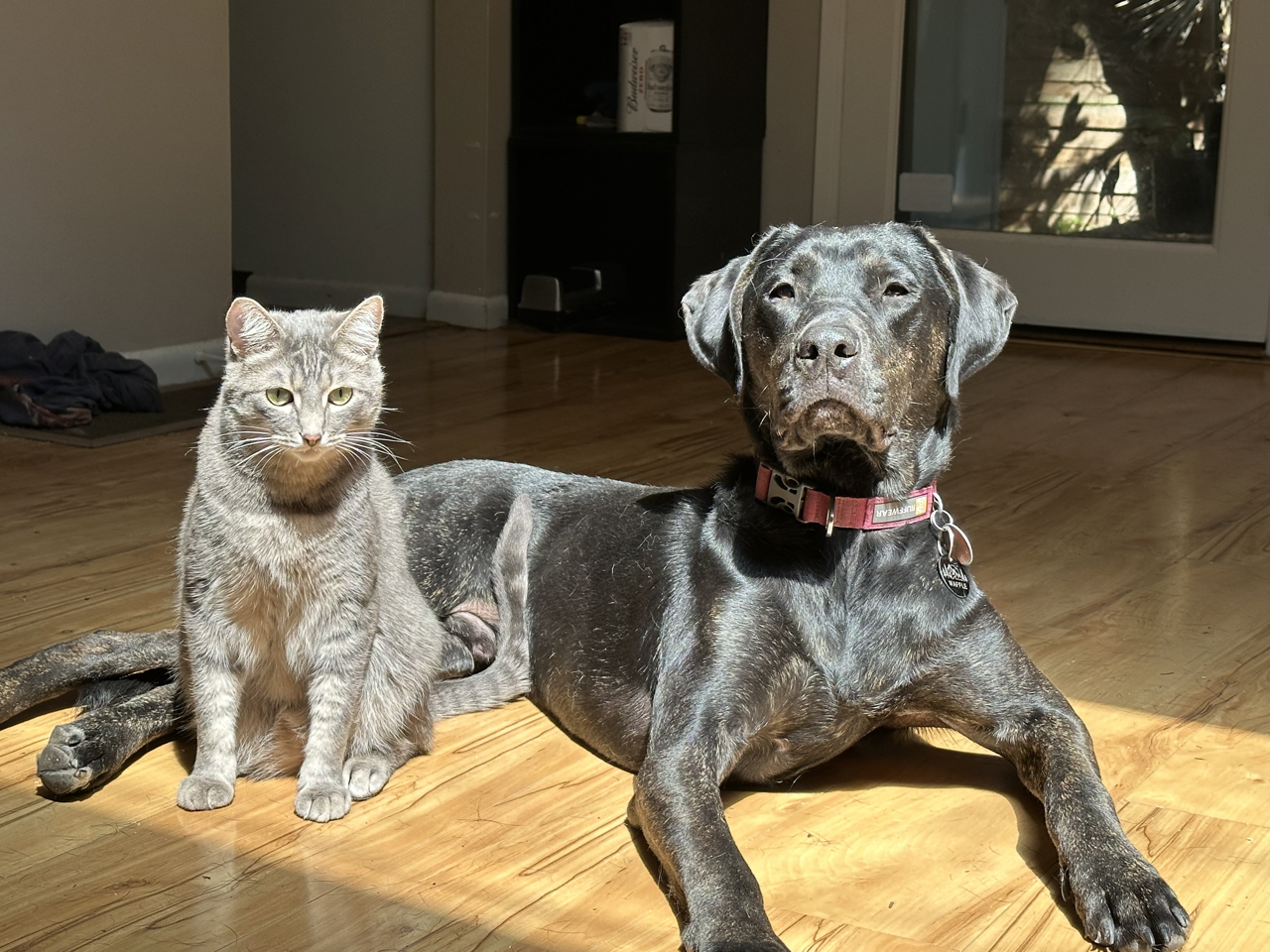 A beautiful labrador dog