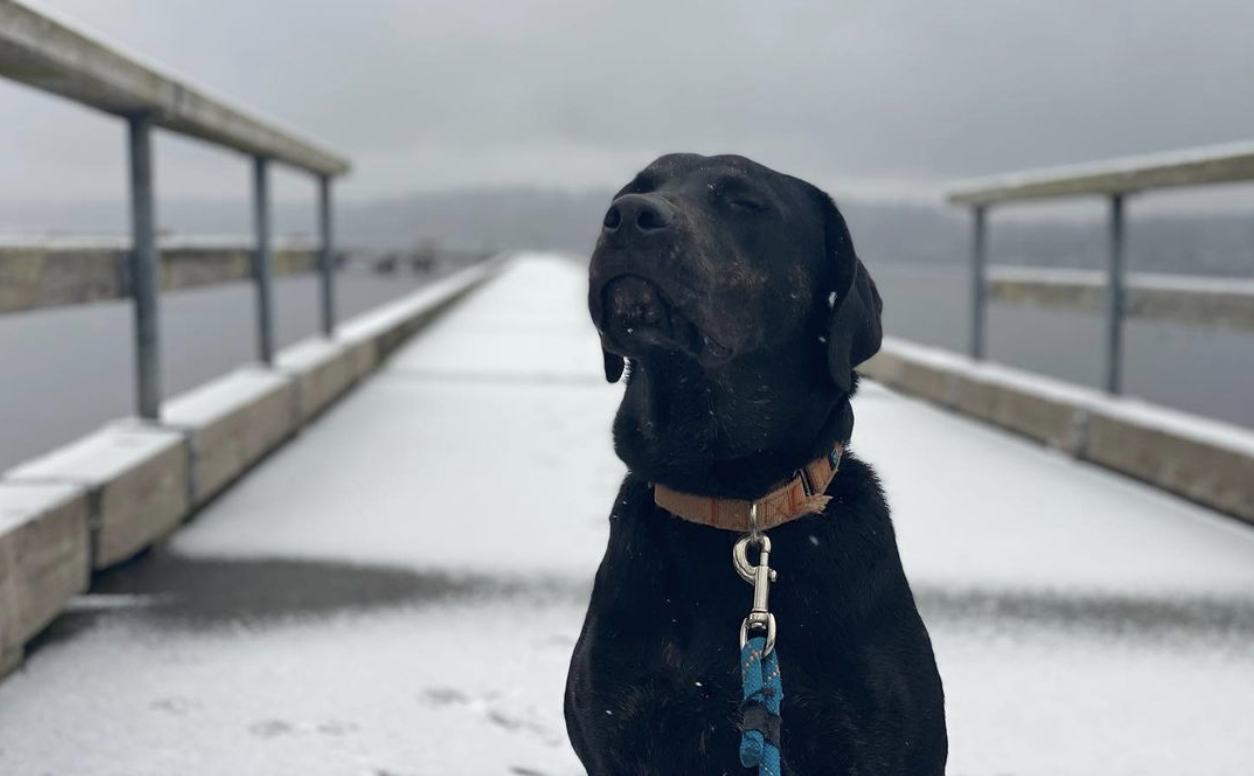 a dog in the snow